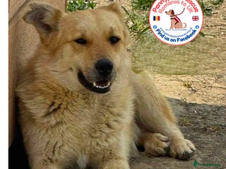 Mixed Breed dogs Edward - Advert 1