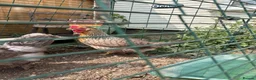 Chickens poultry for sale: Cream legbar hen - Advert 2