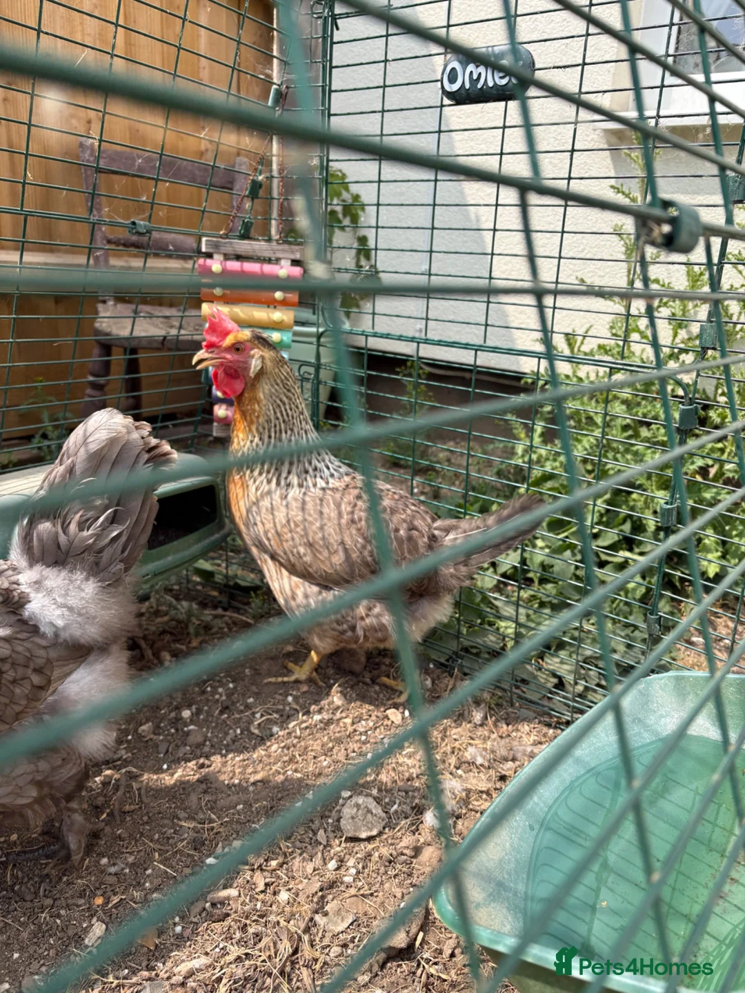 Chickens poultry for sale: Cream legbar hen - Advert 2