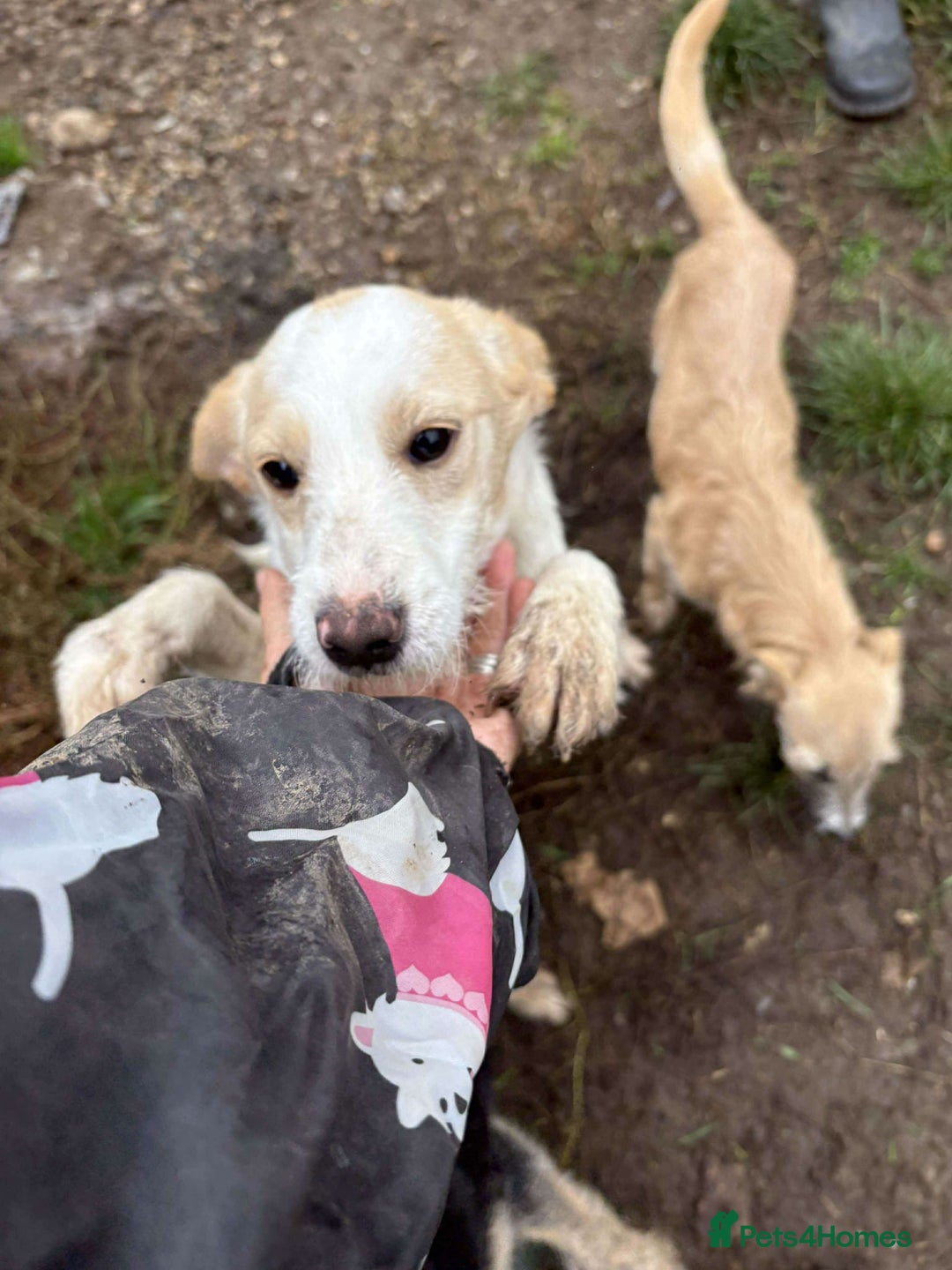 Mixed Breed dogs for adoption: Debs - North Walsham Norfolk  - Advert 1