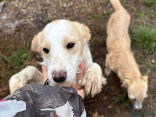 Mixed Breed dogs Debs - North Walsham Norfolk - Advert 3