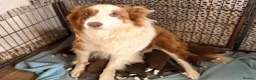 Border Collie dogs for sale: BEAUTIFUL BC PUPS, HEALTH TESTED CLEAR PARENTS  - Advert 14