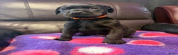 Labrador Retriever dogs for sale: Labradors 6 chunky black boys and 1 little girl - Advert 8