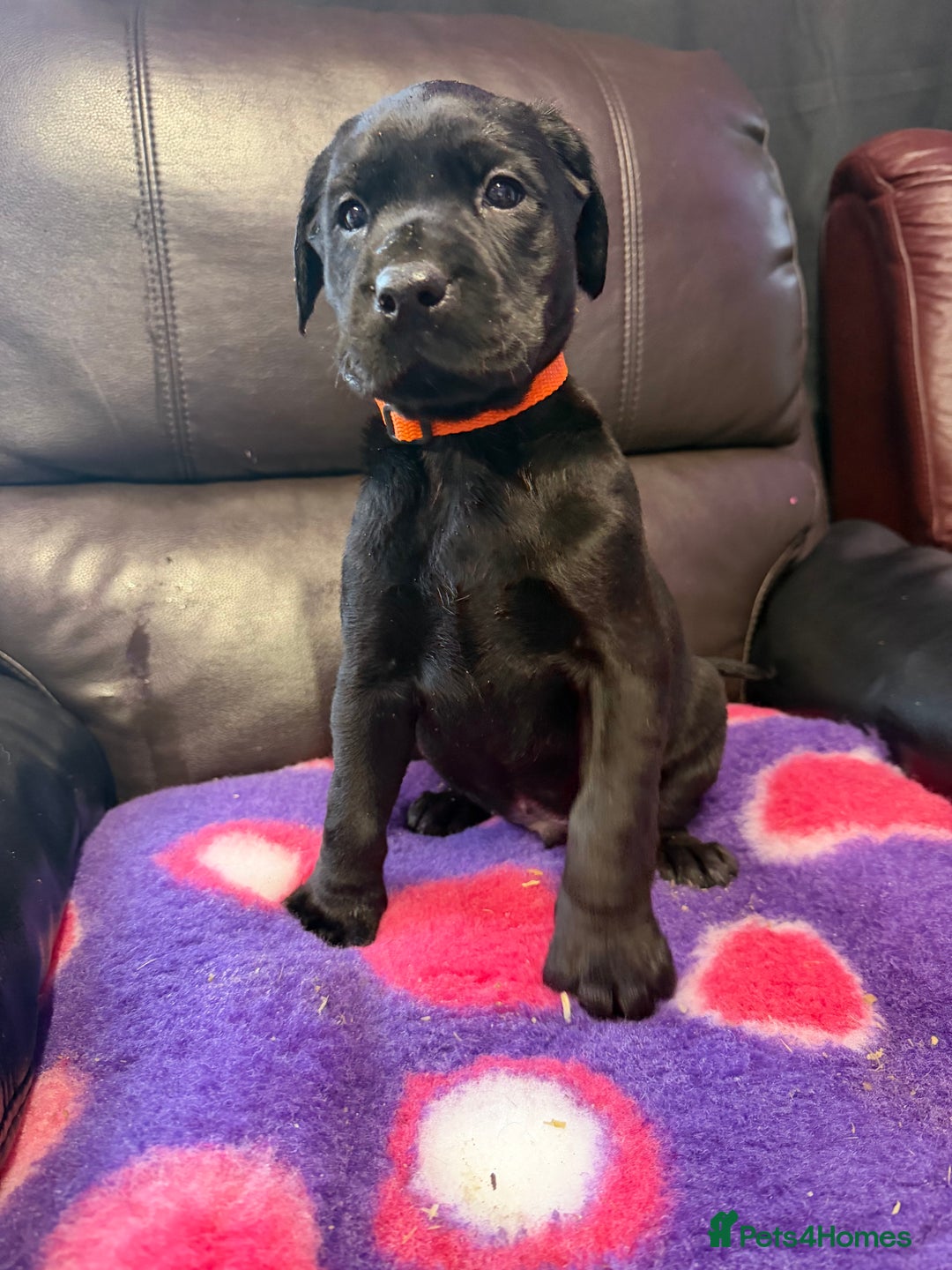 Labrador Retriever dogs for sale: Labradors 6 chunky black boys and 1 little girl - Advert 8