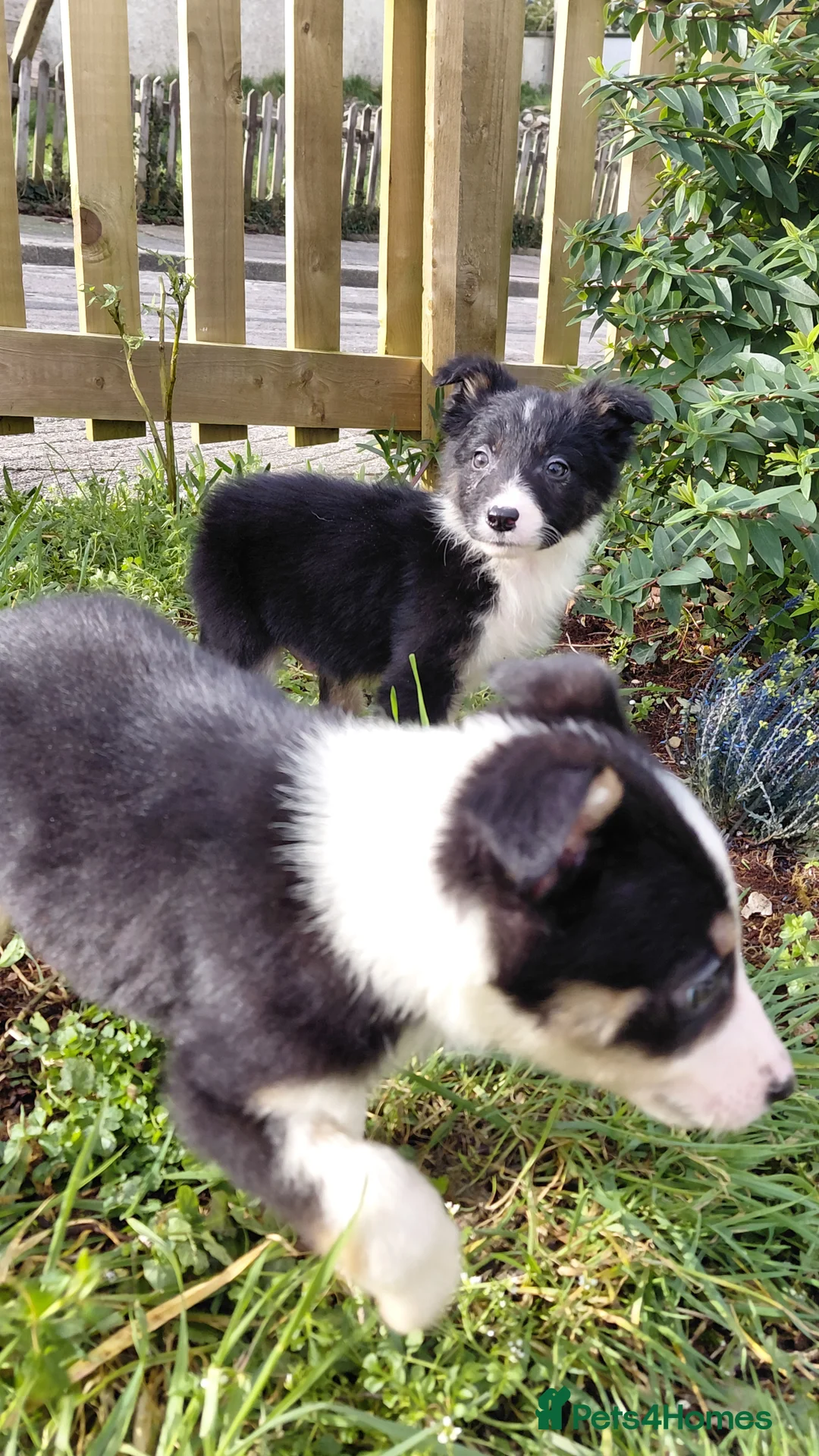 Border Collie dogs for sale: Border collie puppies tris + b/w - Advert 26