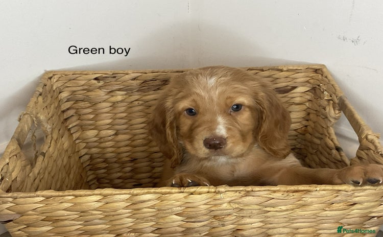 Cocker Spaniel dogs - Advert 10