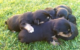 Jack Russell dogs for sale: Jack Russell Puppies  - Image 14