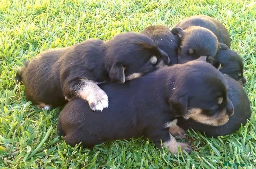 Jack Russell dogs for sale: Jack Russell Puppies  - Image 14