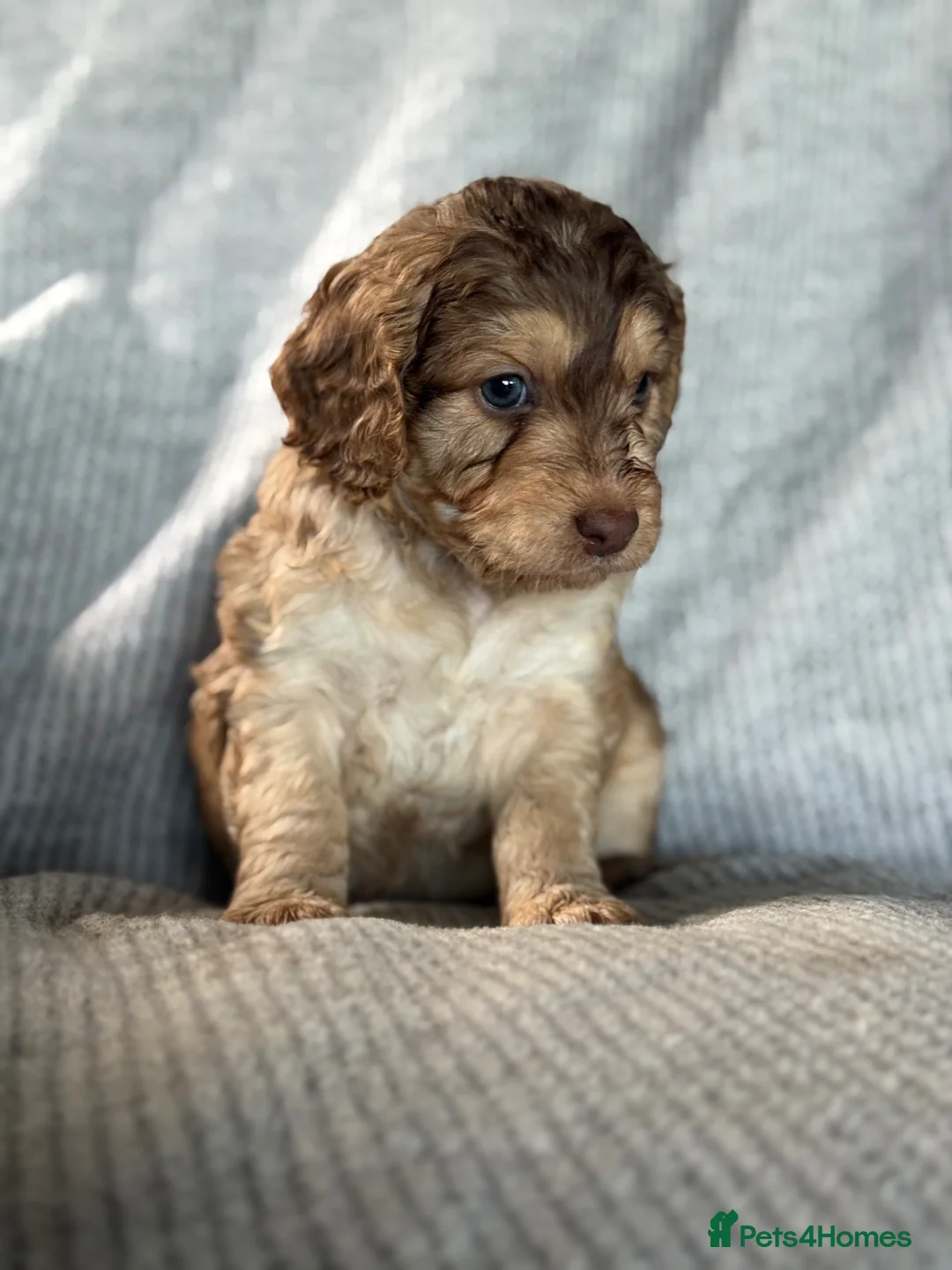 Mixed Breed dogs for sale: Beautiful litter of Australian Labradoodles  in Battle - Advert 7