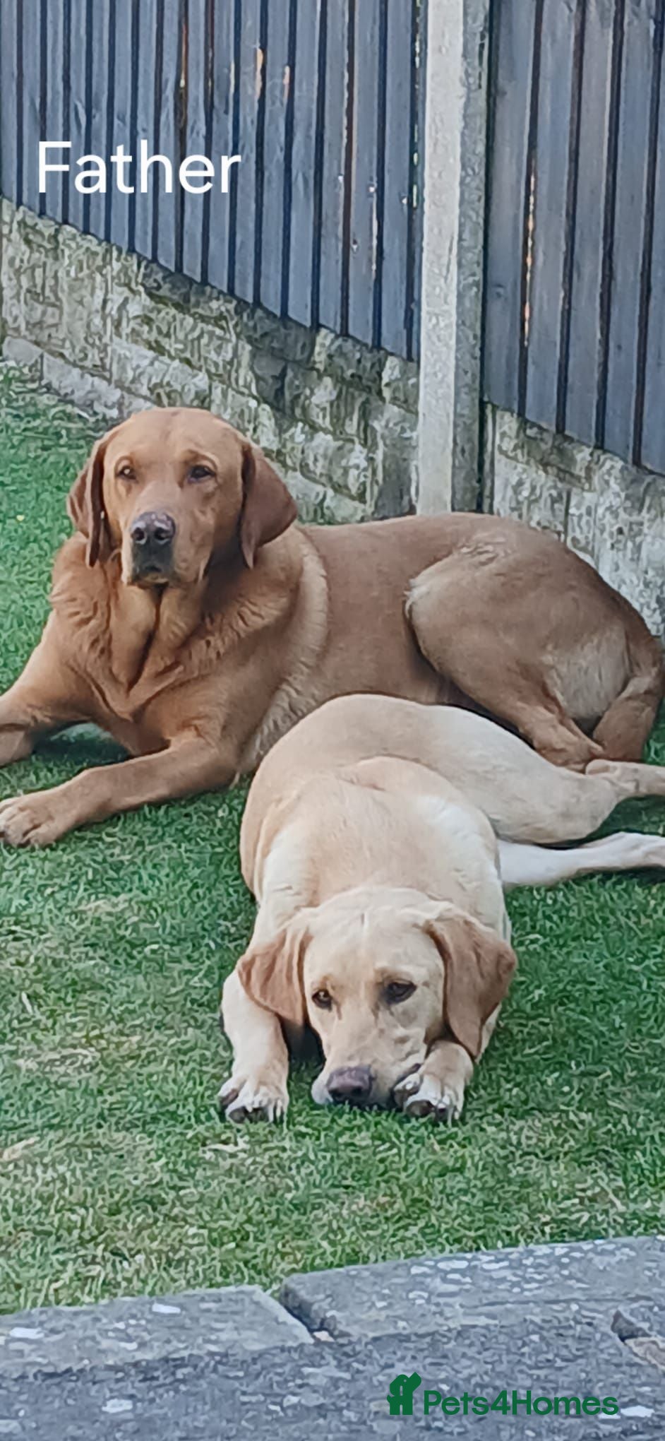 Labrador Retriever dogs KC REG, EHANCED HEALTH TESTED, RED & YELLOW LABS - Advert 2