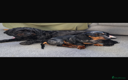 Miniature Dachshund dogs for sale: Miniature dachshund  - Image 2
