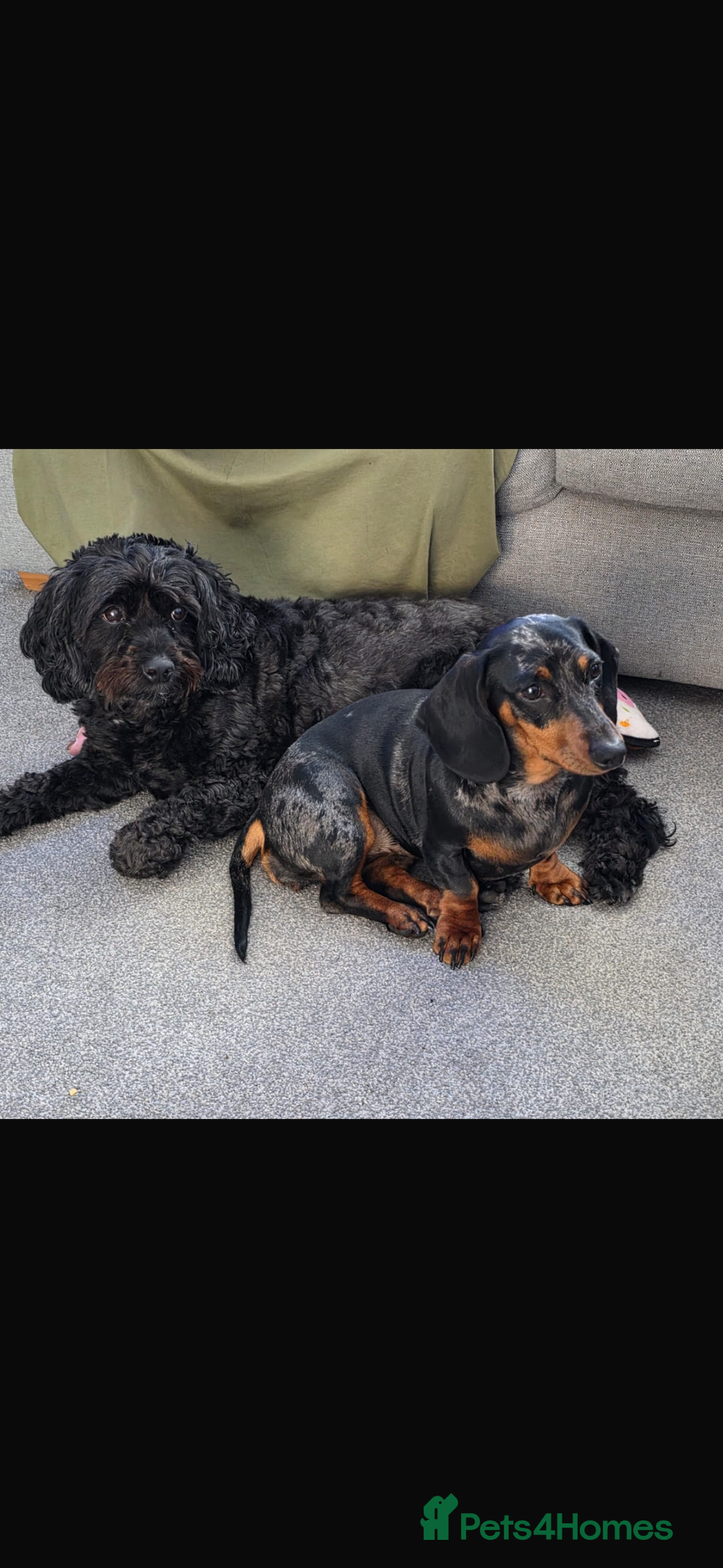 Miniature Dachshund dogs for sale: Miniature dachshund  - Image 2
