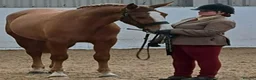Irish Draught horses for sale: Magnificent Marjorie - Advert 4