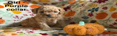 Cavapoo 6