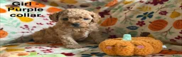 Cavapoo dogs for sale: F2B Home reared Cavapoo Puppies in Maldon - Advert 7