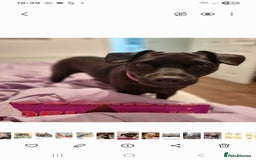 Patterdale Terrier dogs for sale: Patterdale puppies. - Advert 1