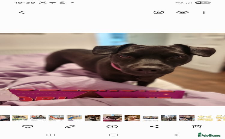 Patterdale Terrier dogs Patterdale puppies. - Advert 1