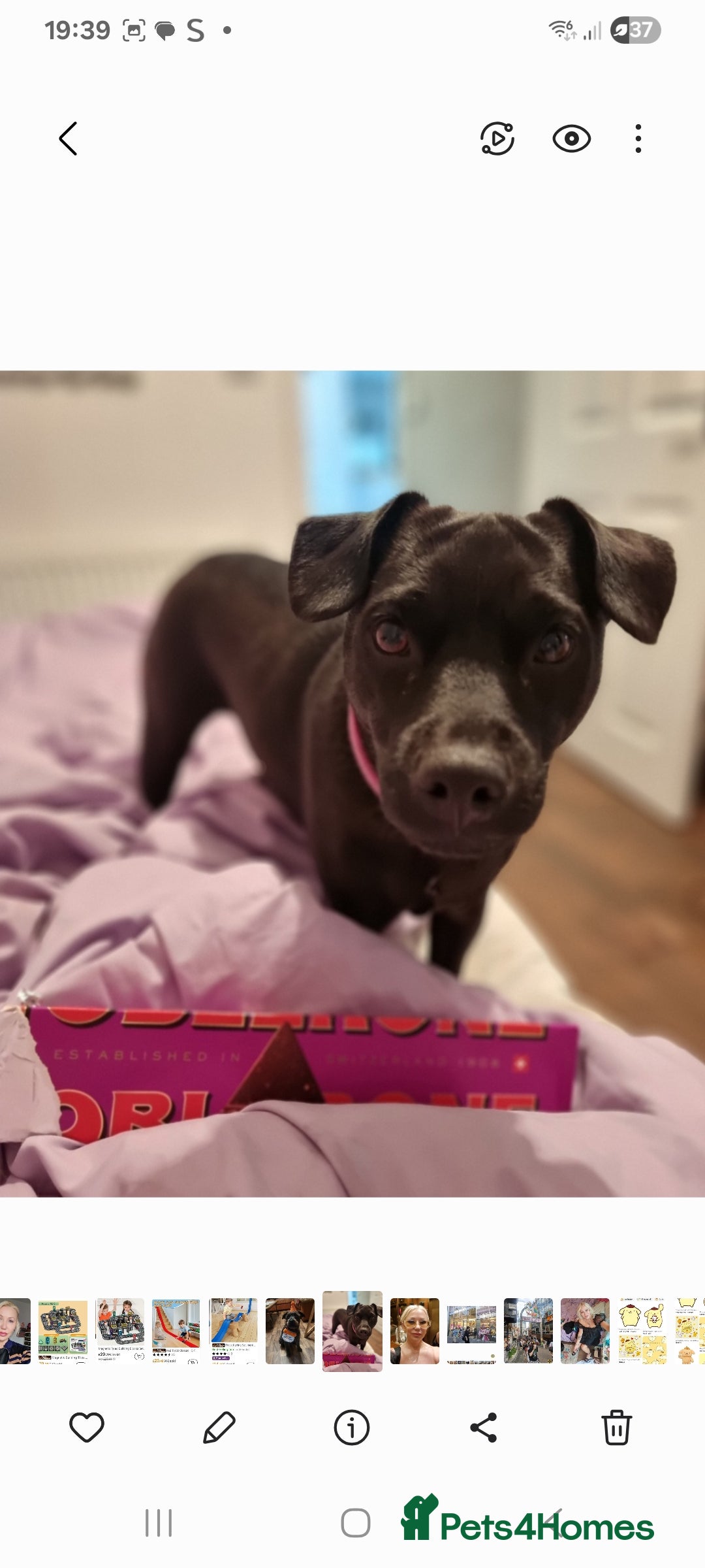 Patterdale Terrier dogs for sale: Patterdale puppies. - Advert 1