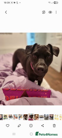 Patterdale Terrier dogs Patterdale puppies. - Advert 1