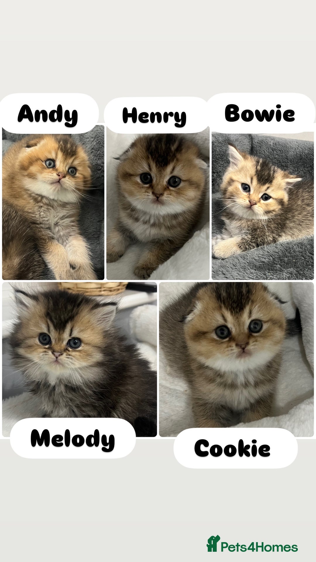 Scottish Fold cats for sale: Pure breed Pedigree SF kittens  - Advert 1