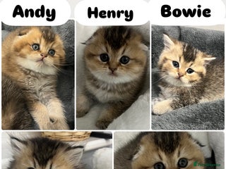 Scottish Fold cats Pure breed Pedigree SF kittens - Advert 6