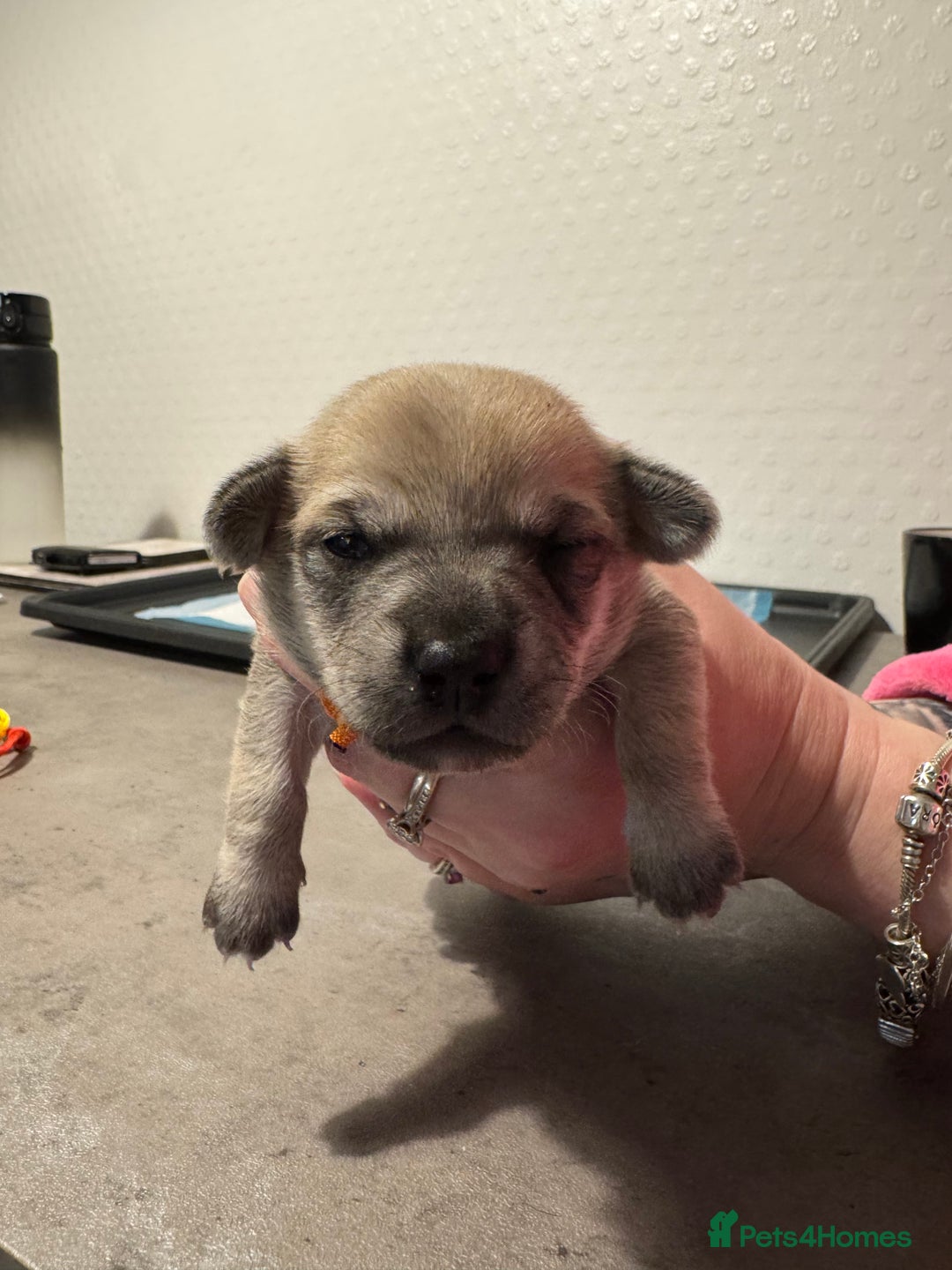 Chiweenie dogs for sale: 5 Beautiful Chiweenie Puppies - Image 7
