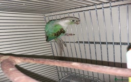Conures birds for sale: Green cheek conure - Image 4