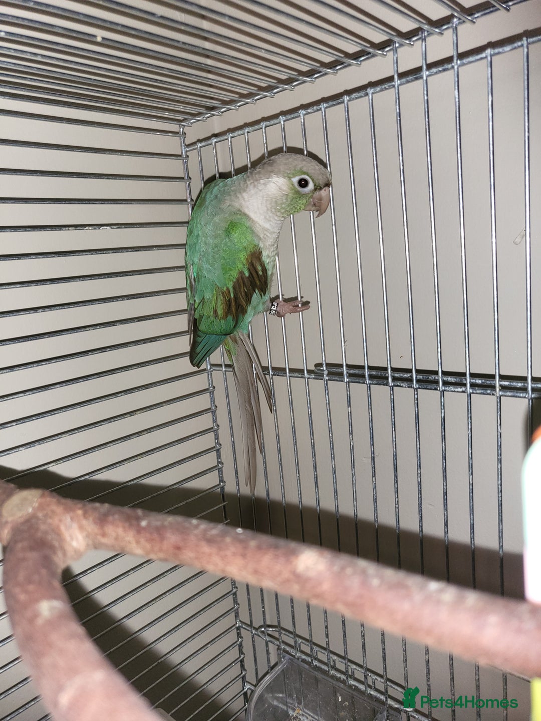Conures birds for sale: Green cheek conure - Image 4