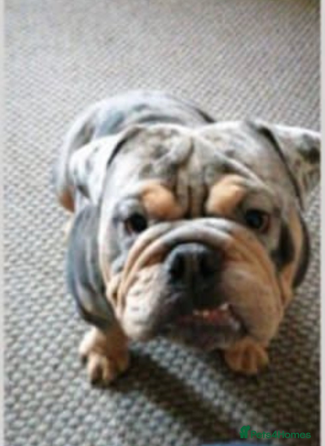 English Bulldog dogs for sale: Blue tan Merle 5 years old English billdog - Image 6