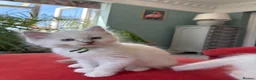 Ragdoll cats for sale: Rare Lilac Grand Champion Excellent Pedigree  - Advert 4