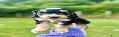 Cockapoo 1
