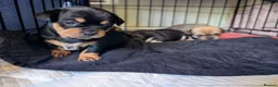 Mixed Breed dogs for sale: Shih Chi X chihuahua Frenchie - Advert 11