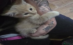Mixed Breed cats for sale: Mixed breed kittens ready now.  - Image 18