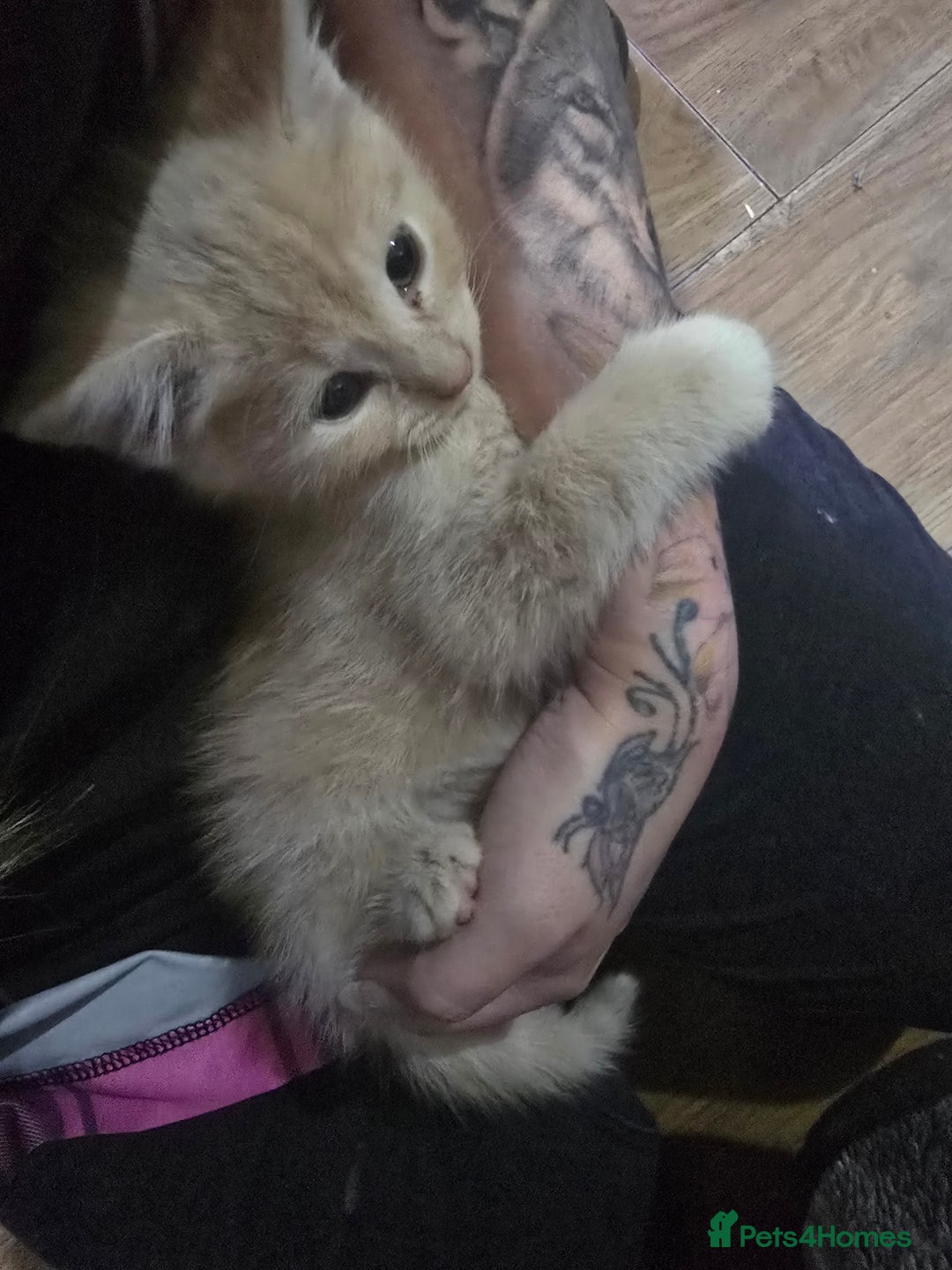 Mixed Breed cats for sale: Mixed breed kittens ready now.  - Image 18