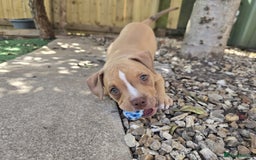 American Bully dogs for sale: Super chunky pocket bullies Ready to leave! - Image 22