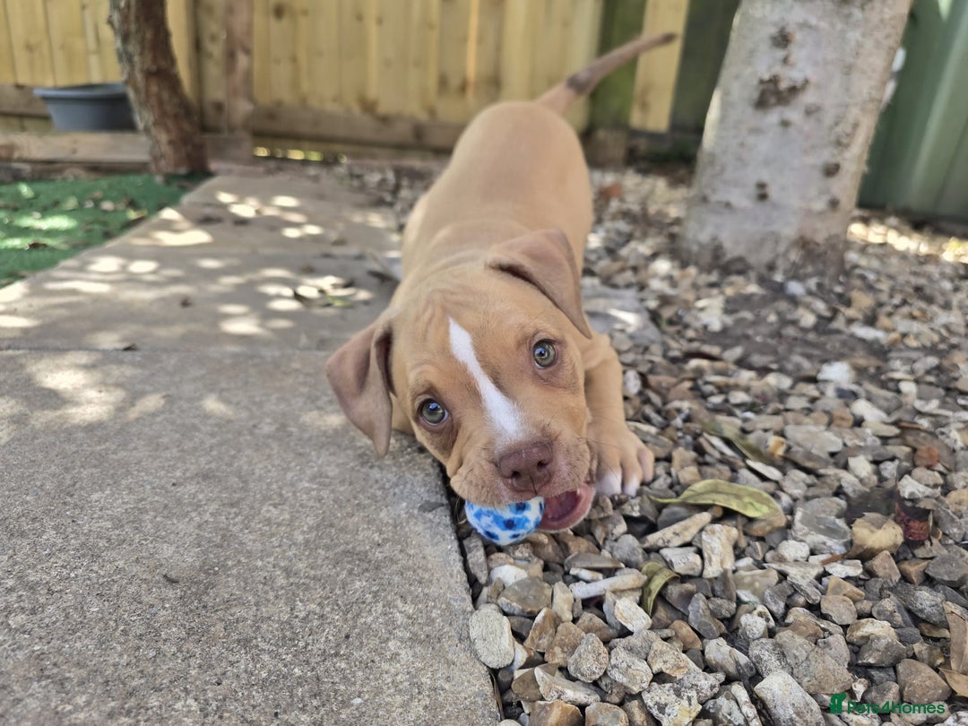 American Bully dogs for sale: Super chunky pocket bullies Ready to leave! - Image 22