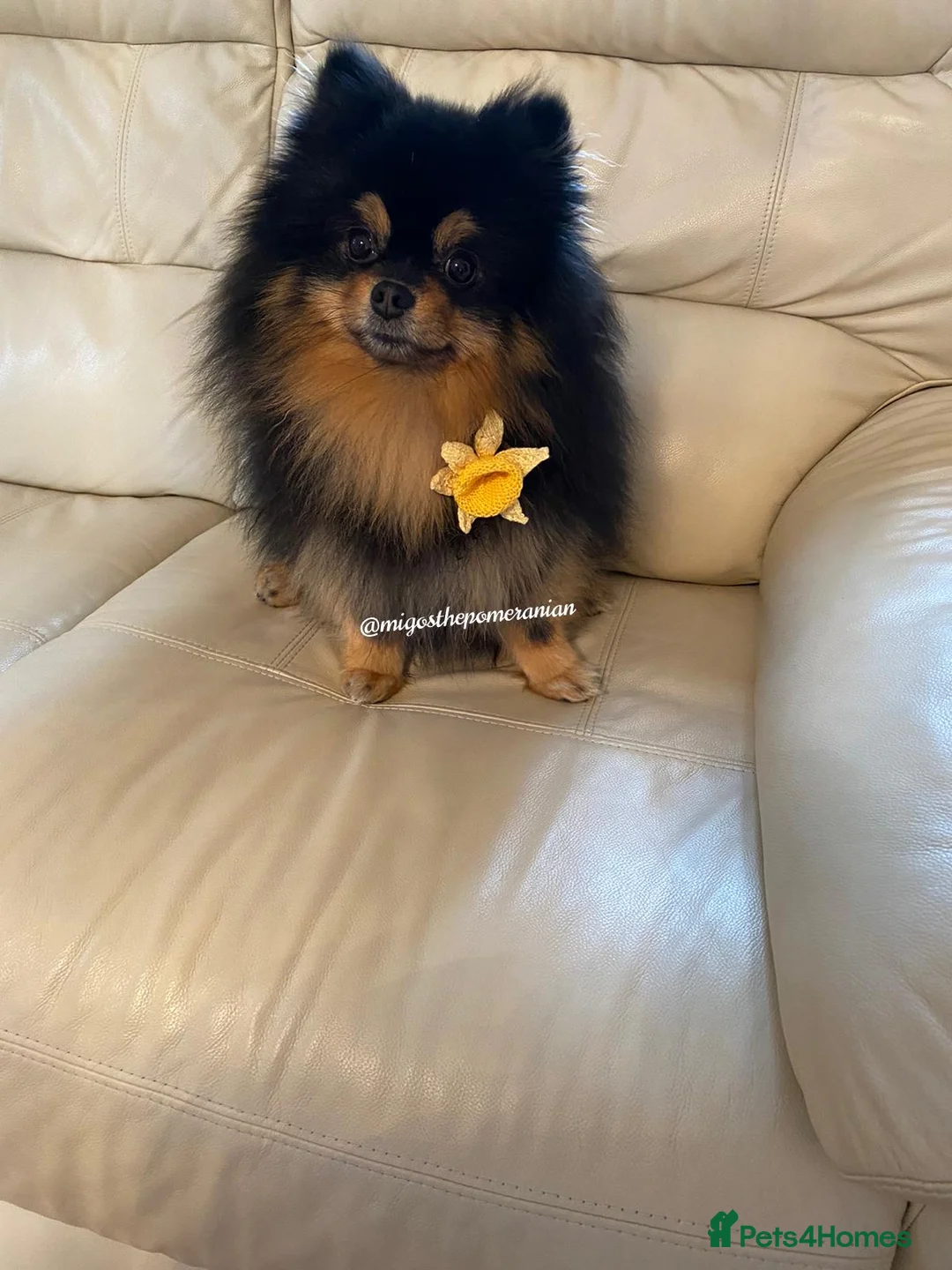 Pomeranian dogs for stud: Exceptional Well Proven Champion Line Pom Stud in Ebbw Vale - Advert 2