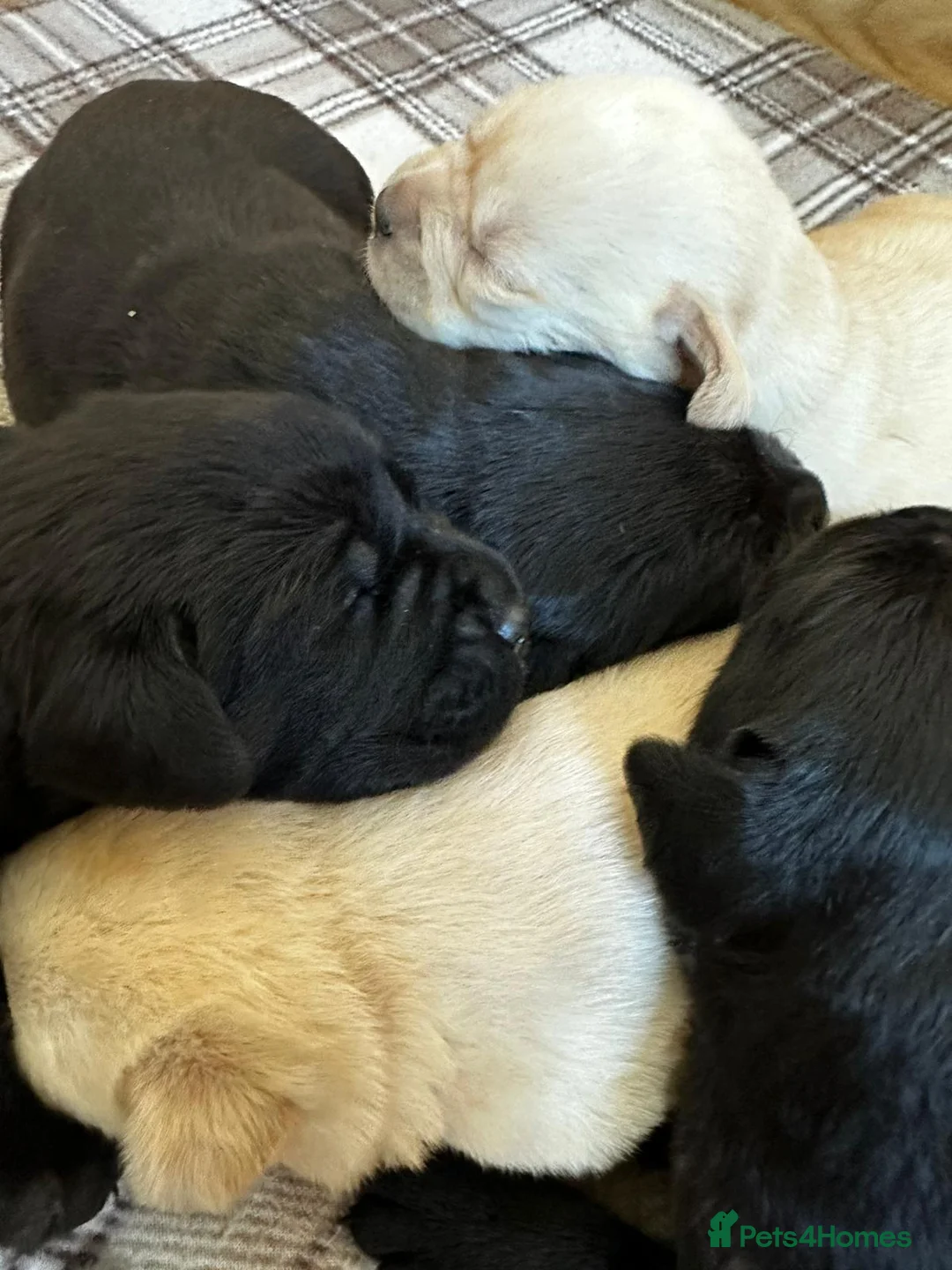 Labrador Retriever dogs for stud: Stunning Labrador, Champion Lines, Discounted Fee in Huddersfield - Advert 28