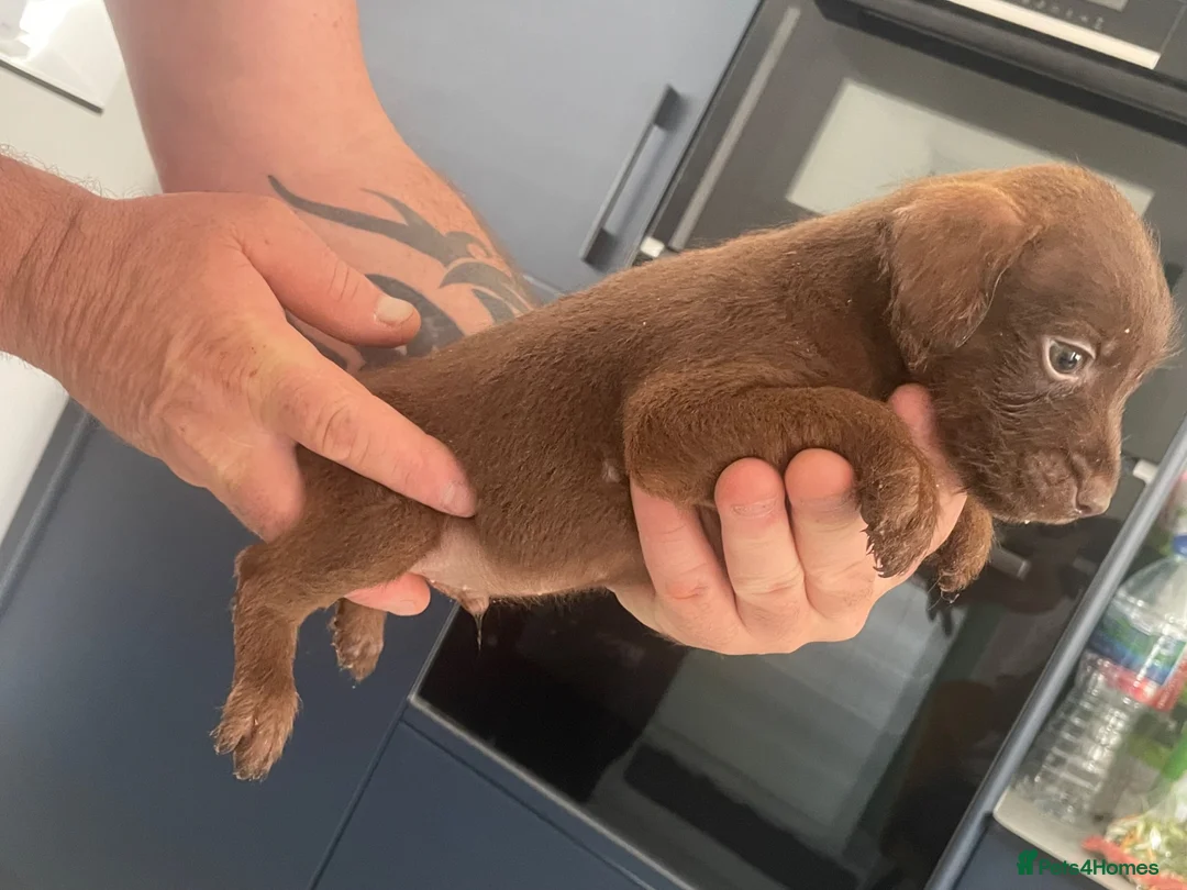 Patterdale Terrier dogs for sale: Beautiful patterdale puppy 1 left  - Advert 1
