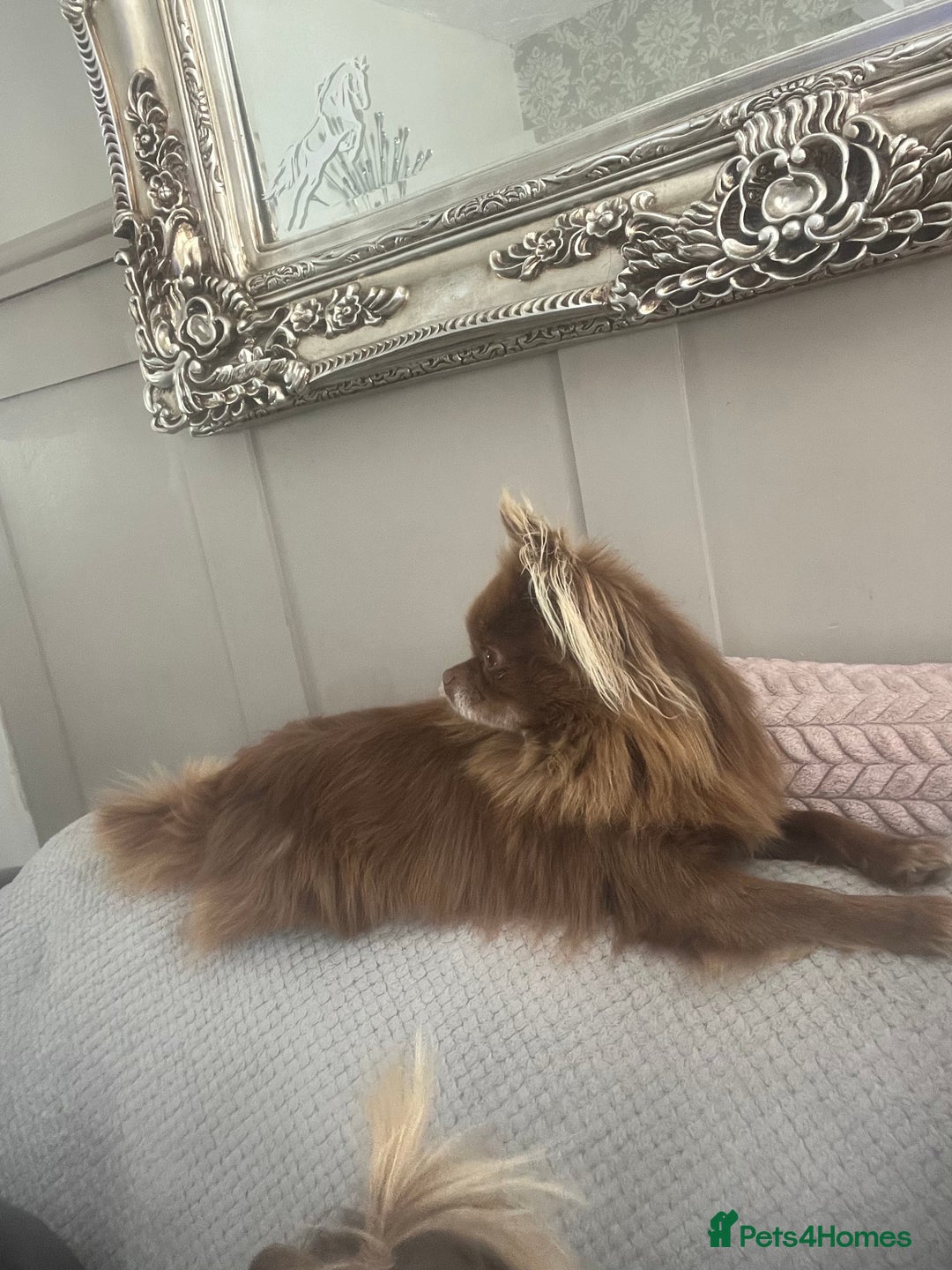 Chihuahua dogs for stud: KC registered russian blood line Chihuahua Stud in Stourbridge - Image 3
