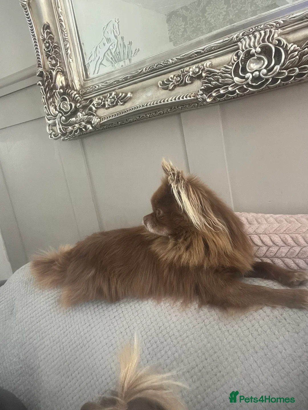 Chihuahua dogs for stud: KC Reg Chihuahua Stud in Stourbridge - Advert 4