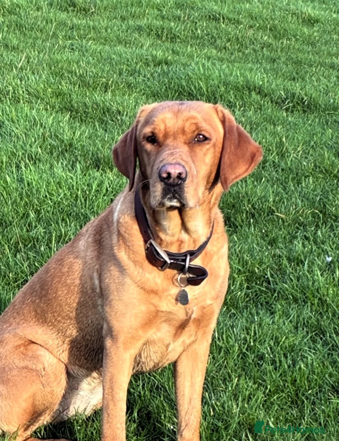 Labrador Retriever dogs for sale: RKC-registered Black and Yellow Labrador puppies in Sherborne - Advert 1