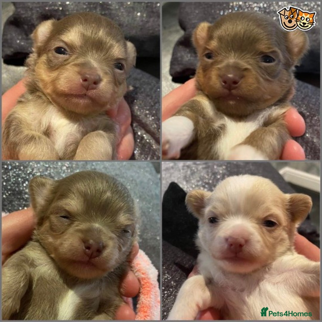 Chihuahua dogs for stud: KC Lilac Tri Long Coat Chihuahua Well Proven Stud in Washington - Advert 2