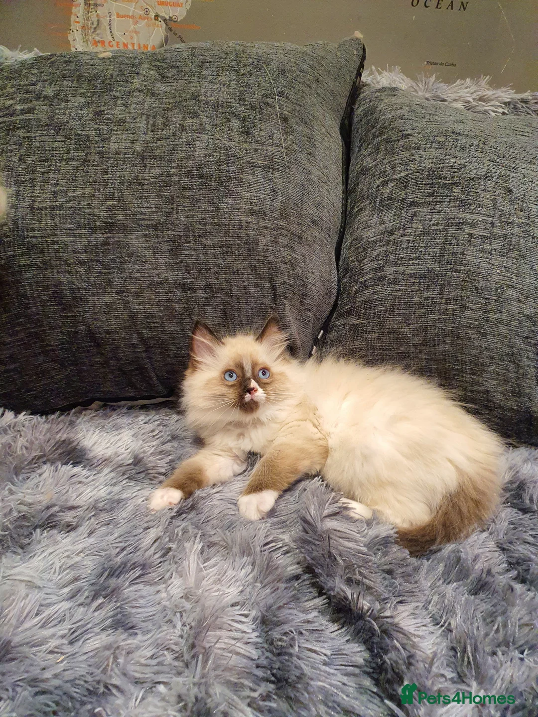 Ragdoll cats for sale: 💖Beautiful GCCF Registered Ragdoll Kittens💖 - Advert 28