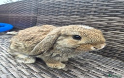 Mini Lop rabbits for sale:  The last two rabbits have been reserved Mini Lops - Image 8
