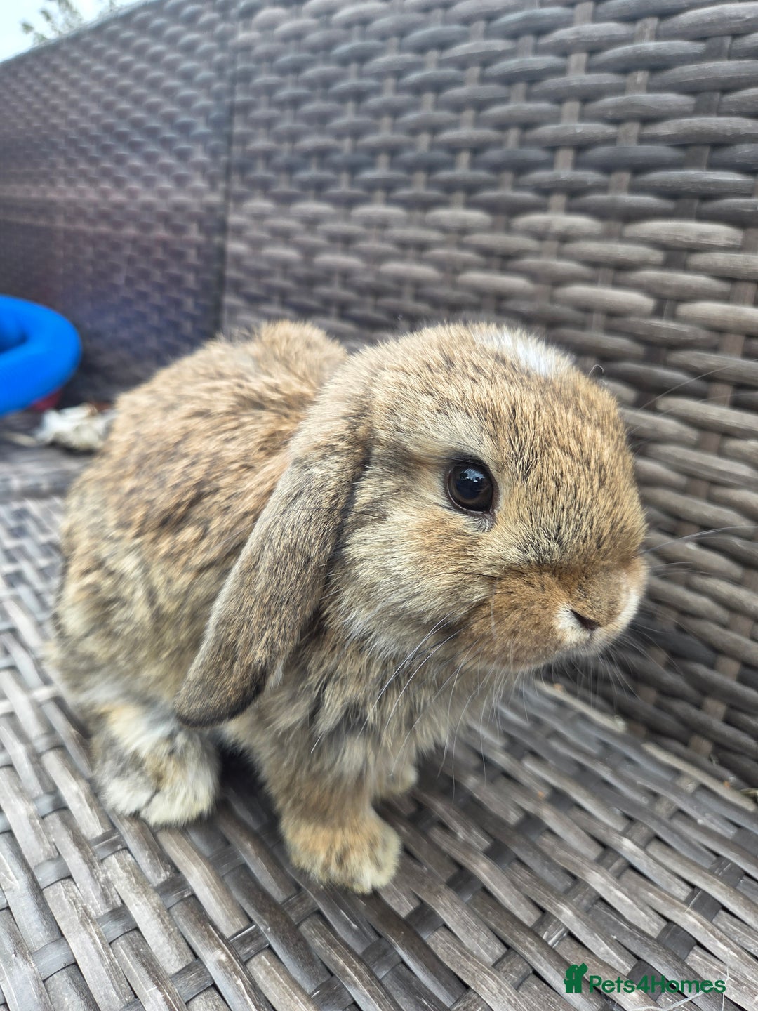 Mini Lop rabbits for sale:  The last two rabbits have been reserved Mini Lops - Image 8