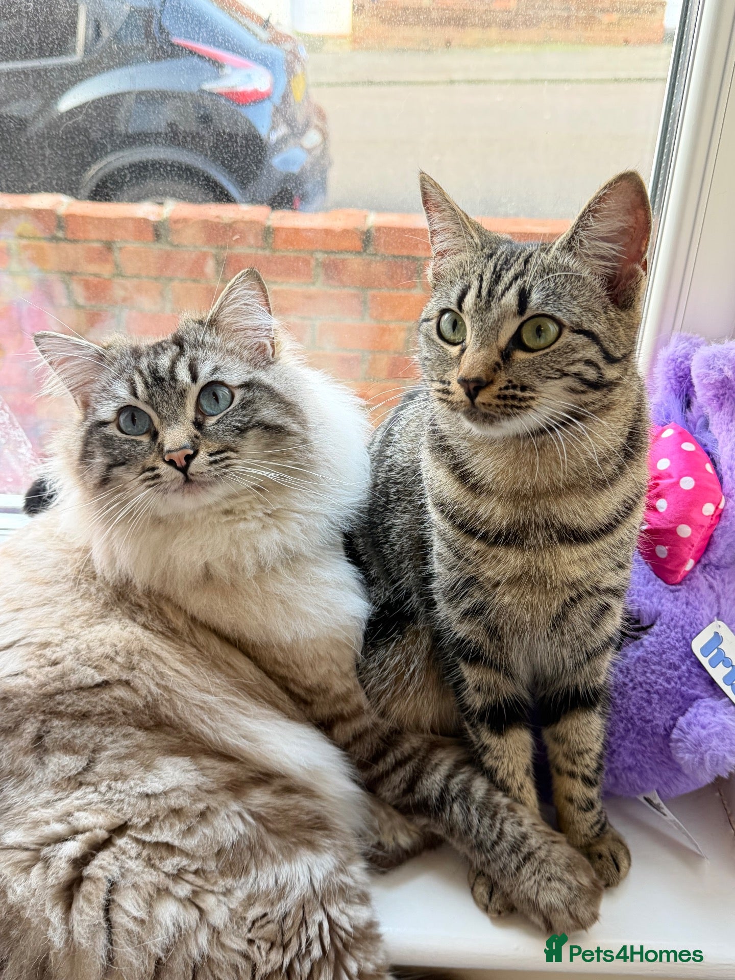 Mixed Breed cats 1 Beautiful Ragdoll Mix Kittens Left  - Advert 1