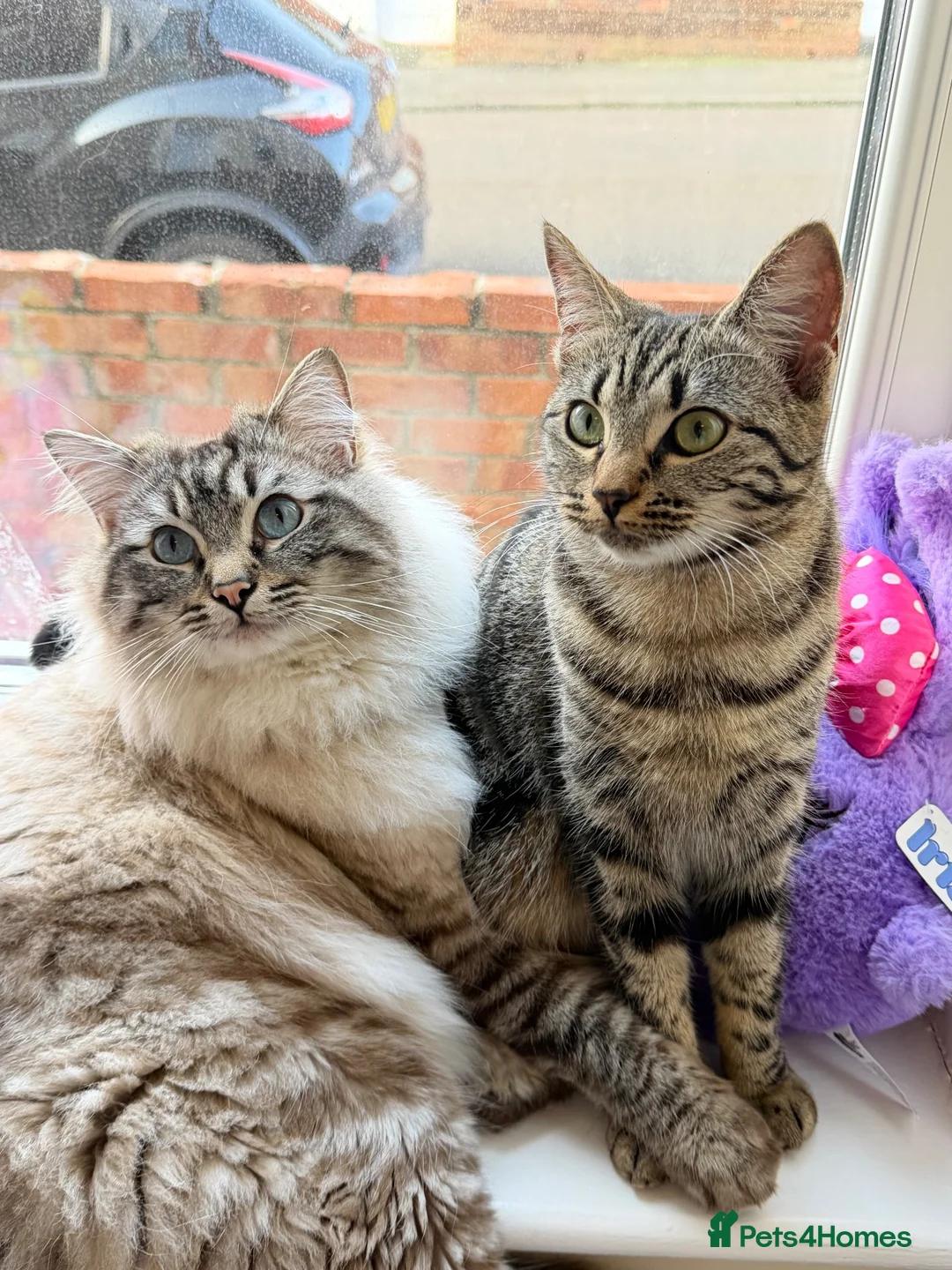 Mixed Breed cats for sale:  3 Beautiful Ragdoll Mix Kittens Left  in Gateshead - Advert 2