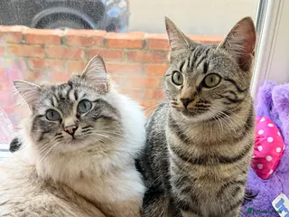 Mixed Breed cats 1 Beautiful Ragdoll Mix Kittens Left - Advert 2