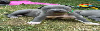 Staffordshire Bull Terrier 7